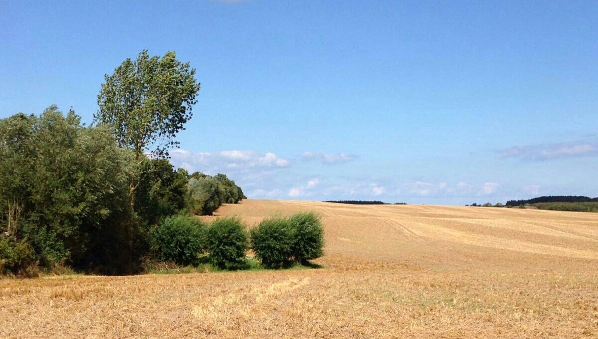 „Stoppelfeld an der Ostseeküste bei Boltenhagen“ (Foto: Lena Angerer, 8b)