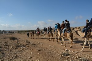Kamelritt in der Wüste Negev