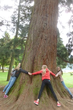 Sequoias im Park am See.